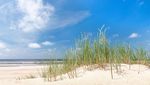 Grass on the sand near the ocean